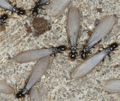 Termite Inspection Connecticut