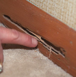 CT Home Inspection Company Termite Inspection